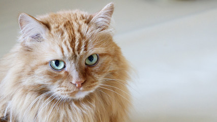 adult red cat with green eyes and serious look