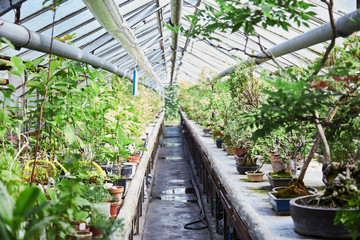 Greenhouse. Green succulents cacti. Close-up. Background.