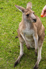 Kangoroo Wildlife Australia Wallaby 