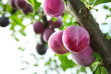 Closeup of delicious ripe plums on tree branch in garden