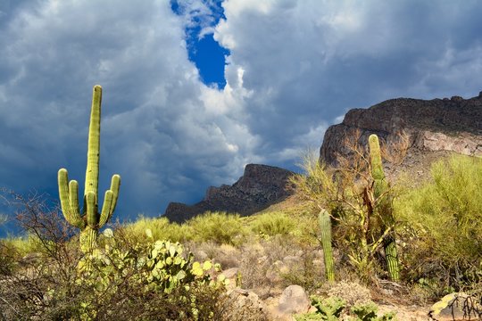 Monsoon Season Saguaro Linda Vista Hiking Trail Oro Valley Arizona Desert Rain