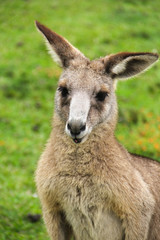 Naklejka na ściany i meble Kangoroo Wildlife Australia Wallaby 