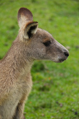 Kangoroo Wildlife Australia Wallaby 