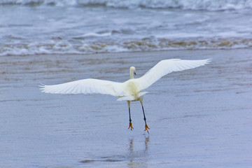 Fototapeta na wymiar Snowy Egret taking off from a California beach