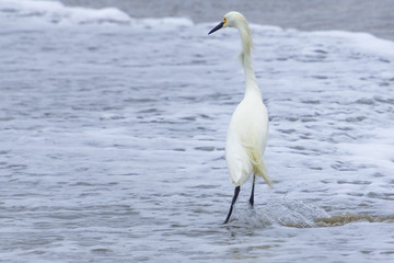 Snowy Egret on a California beach