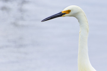 Snowy Egret head and neck on a California beach