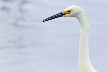 Obraz premium Snowy Egret head and neck on a California beach