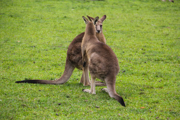 Kangoroo Wildlife Australia Wallaby 