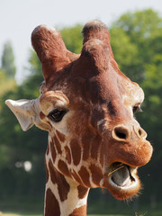 Tête de girafe