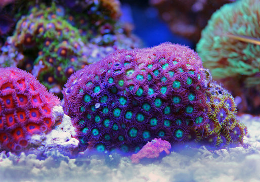 Zoanthus polyps colony in reef aquarium tank