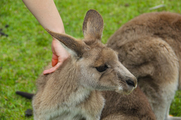 Kangoroo Wildlife Australia Wallaby 