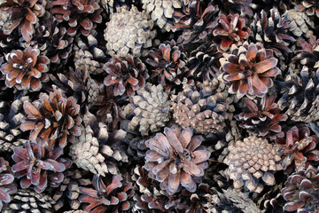 many pine cones closeup for background