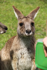 Naklejka na ściany i meble Kangoroo Wildlife Australia Wallaby 
