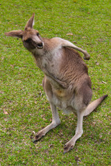 Kangoroo Wildlife Australia Wallaby 
