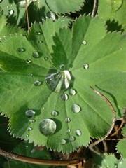 Regentropfen auf Blatt