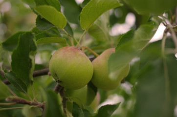 Äpfel aus Mecklenburg-Vorpommern