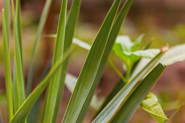 Fototapeta premium Close up of green vetiver grass. sweet grass in home garden. Green vetiver background