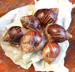 Group of small Achatina snails.