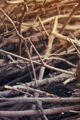 Pile of wood branches debris. Toned image.