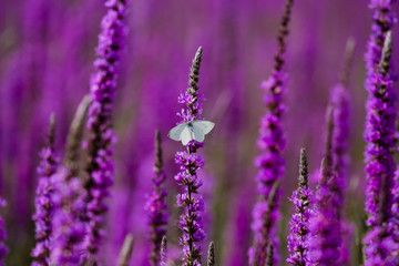 Butterfly in the loosestrife field