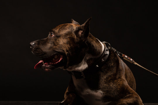 Portrait of Happy American Staffordshire Terrier Dog Isolated on Black Background
