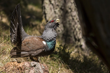 Western capercaillie wood grouse on display