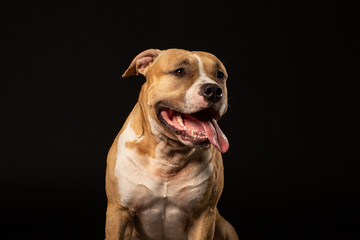 Red American pit bull terrier.