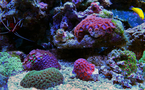 Zoanthus polyps colony in reef aquarium tank