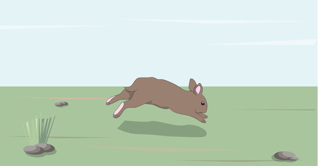 hare gray vector