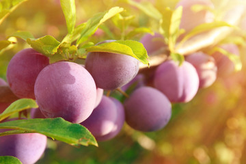 Closeup of branch with ripe plums in garden on sunny day