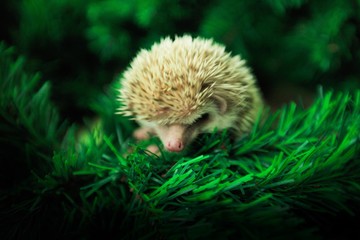 Hedgehog. © BillionPhotos.com