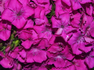 Bunches of Chinese carnation buds. Garden flowers. Gardening.