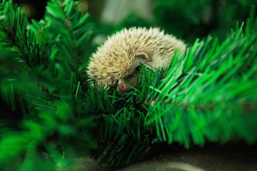 Hedgehog. © BillionPhotos.com