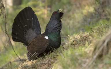 Western capercaillie wood grouse on display