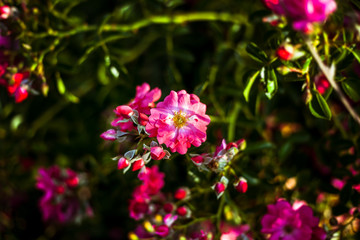 Fototapeta premium Pink flower