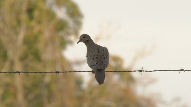 Mourning dove perched on barbed wire fence