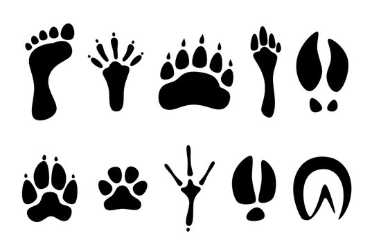 Set of black footprints of different animals on a white background