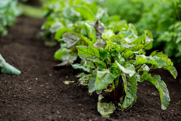 Romaine Lettuce Growing in Home Garden