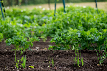 Home Garden