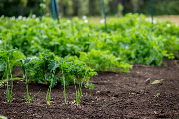Home Garden with leafy greens