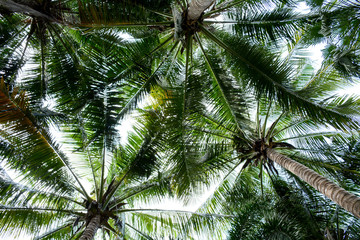 Fototapeta na wymiar beautiful palms coconut tree on white background