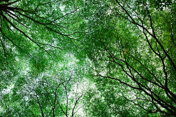 beautiful green leafless branches