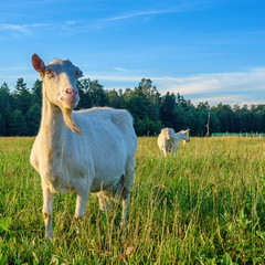 goats graze in a meadow in summer
