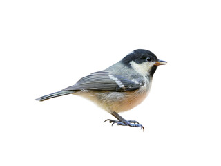 Coal tit (Periparus ater), young bird, titmouse isolated on white background