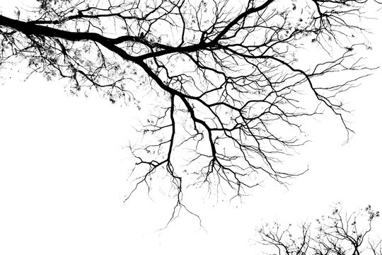Fototapeta Bare tree branches on a pale white background