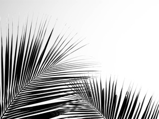 Obraz premium Palm leaves isolated on white