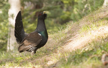 Western capercaillie wood grouse on display