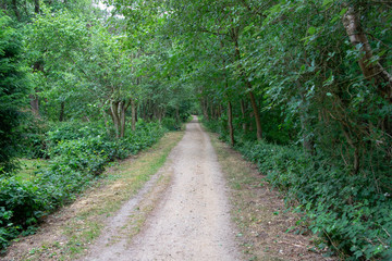Wanderweg durch den Wald an der Nordseeküste