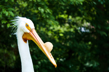 Striking blue-eyed American Pelican