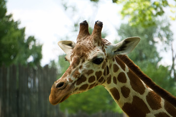 Gorgeous giraffe at the zoo.